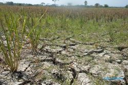 KEMARAU 2015 : Pantura Paling Berisiko Terdampak El Nino