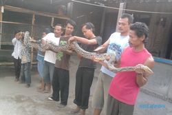 Warga temukan ular piton sepanjang 5,5 meter