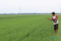 PERTANIAN BANTUL : 111 Hektare Jadi Lahan Tambak Udang, 1.600 Ton Padi Terancam Lenyap