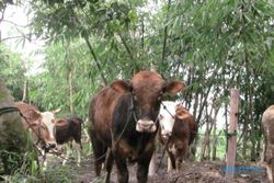 Kekeringan wilayah selatan Wonogiri ancam ternak