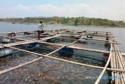 PERIKANAN SRAGEN : Perubahan Suhu Ekstrem Diduga Picu Kematian Ikan di WKO