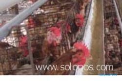 Satpol PP: Peternakan ayam di Rejoso langgar UU Penataan Ruang