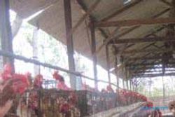 KPT: Peternakan ayam di Rejoso belum  izin HO
