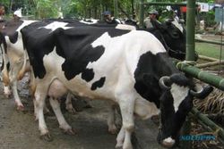  Musim kemarau, produksi susu Jatinom turun