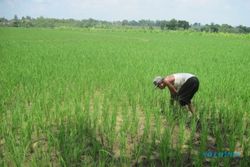 P3A: Ratusan ha tanaman padi di Sukoharjo rawan kekeringan