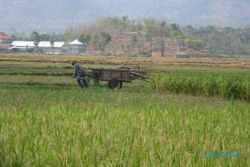 ANGKUT KAYU BAKAR