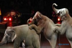  Bocah 11 tahun tewas diinjak gajah sirkus
