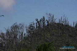 Mulai musim hujan, hutan rakyat terdampak erupsi Merapi ditanami