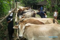  Peternak dapat suntikan Rp 500.000/sapi dari pemerintah 
