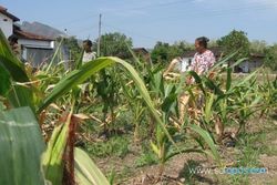  Terserang jamur, 17 hektare tanaman jagung gagal panen