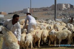 Pasar Kaqiyah, tempat berburu hewan kurban di Mekah