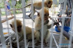 Tak Boleh Dimusnahkan, Monyet Menoreh Akan Ditangkar