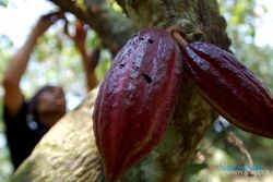  Kemarau panjang, produktivitas petani Kakao Patuk menurun drastis