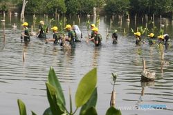 PROGRAM PENGHIJAUAN : Cegah Abrasi, Phapros Tanam 2.500 Bakau di Pantai Maron