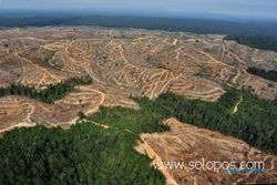  Penggundulan hutan di Indonesia tertinggi ke-2 dunia