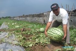 Wow, semangka jumbo beratnya 27 kg!