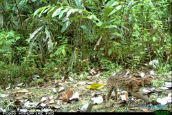 WWF temukan lima spesies kucing langka di hutan Riau