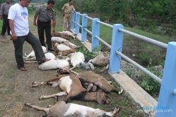 18 Ekor kambing mati massal