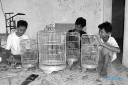  Sangkar burung Masaran tembus pasar luar Jawa