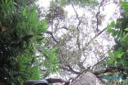  Pohon durian berusia 140 tahun hasilkan buah terbesar...  