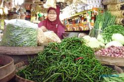 HARGA CABAI TINGGI : Petani Untung, Saatnya Mengembalikan Modal dan Bayar Utang