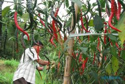 HARGA SAYURAN : Harga Cabai Merah di Tingkat Petani Hanya Rp2.000 Per Kg