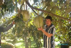 Hmmm enaknya durian jumbo di Mojogedang