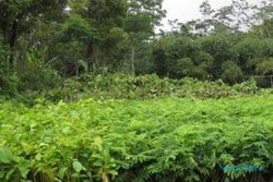 AMTI bantu 2,500 bibit pohon durian warga Sleman