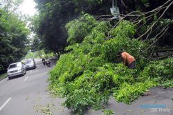 POHON TUMBANG