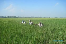  Wereng serang 5 hektare tanaman padi di Gondangsari