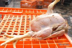 Temukan H5N1, Hong Kong larang perdagangan ayam