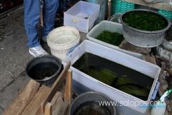 Pasar Ikan Hias Depok siap diresmikan, pedagang di Pasar Gede diminta mulai pindah