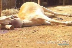 Kasus sapi mati mendadak kembali terjadi