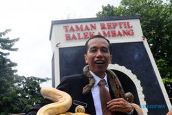 AKSI JOKOWI: Cek Taman Reptil, Jokowi Dililit Ular Boa