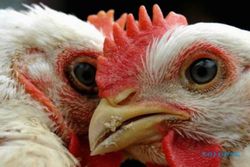 Puluhan Ayam Buras Mati Mendadak