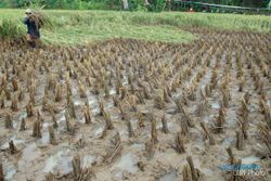 PERTANIAN BOYOLALI : Waduh, 58 Hektare Lahan Padi di Boyolali Diserang Virus Kerdil