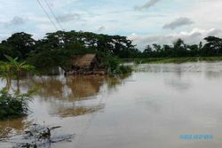 Kawasan Plupuh dan Tanon Banjir, Ribuan Hektare Sawah terendam