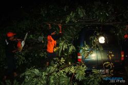 POHON TUMBANG: Pohon Trembesi Tumbang Timpa Mobil Keluarga