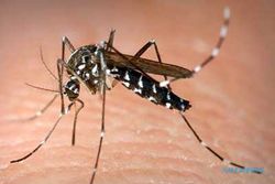 Kemenkes: Kasus Malaria RI Masih Tertinggi Kedua di Asia