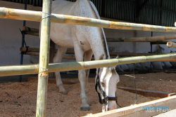 LIMBAH: Warga Kadipiro Keluhkan Limbah Kandang Kuda