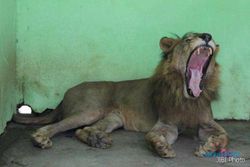 SINGA LEPAS: Singa TSTJ Lepas Karena Pawang Lupa Tutup Kandang
