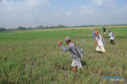  HAMA PENGGEREK BATANG: Lima Hektare Lahan di Kuncen Disemperot