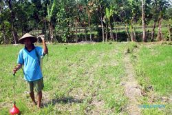 PERTANIAN SUKOHARJO : 50 Hektare Sawah Terancam Puso