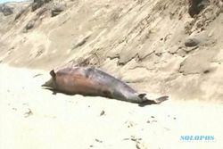 Ada Lumba-Lumba Terdampar di Pantai Parangtritis
