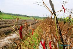 DAMPAK CUACA: Banyak Tanaman Cabai di Kulonprogo Membusuk