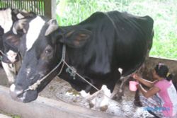 SAPI PERAH Akan Dikembangkan di Slogohimo