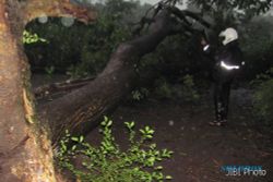 ANGIN RIBUT Menerjang, Puluhan Pohon Tumbang
