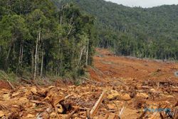 HUTAN KRITIS: 640.000 Hektare Hutan di Jateng Kritis