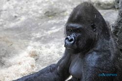 GORILA KABUR: Gigit Penjaga, Gorila 181 Kg Kabur dari Kandang