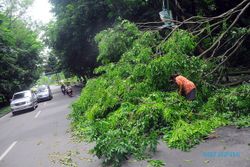 ANGIN KENCANG JOGJA : Awas, Pohon Rawan Tumbang Ada di Daerah Ini